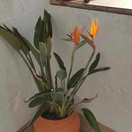 Atico En La Candelaria * קדיז